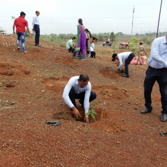 Tree  Plantation  by Staff