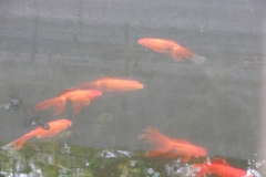 Fish Breeding Center